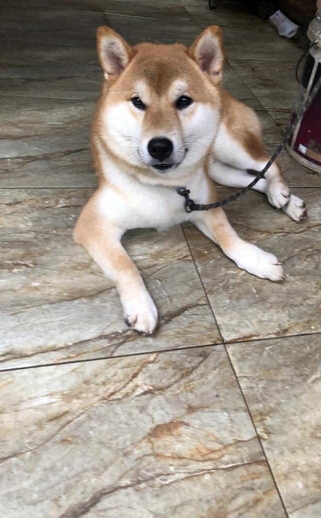 ขายชิบะแท้สีน้ำตาลแดง 5