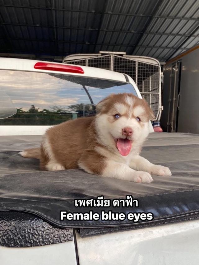 ไซบีเรียนวูดลี่โค้ช ชาย1หญิง1 รูปย่อยที่ 2