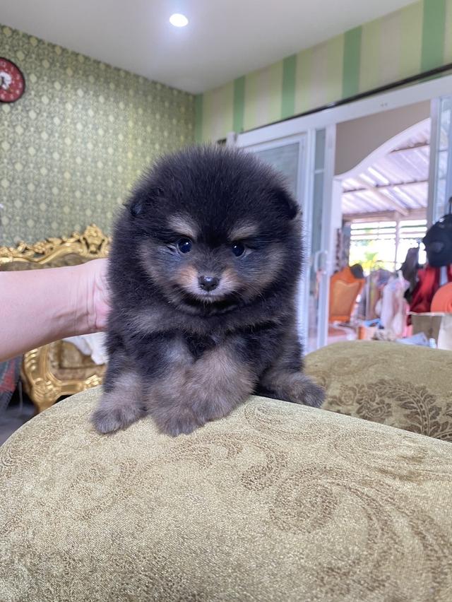 ปอมแท้ มีหลายตัวให้เลือก  8