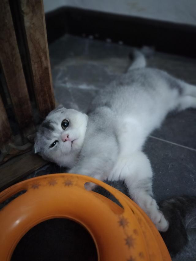 Scottish fold  4