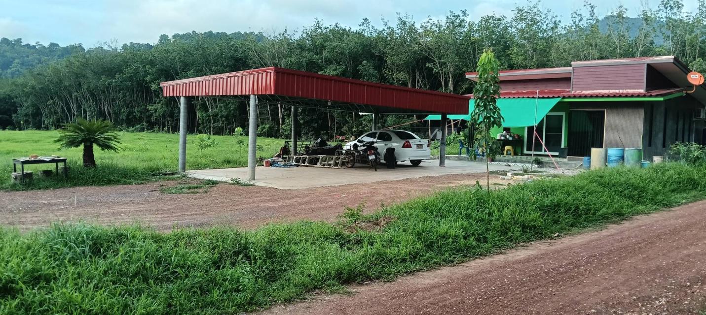 ที่ดินพร้อมบ้าน จำนวน 10 ไร่ 3