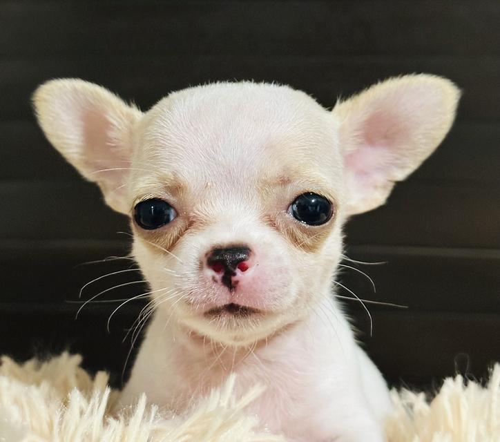 เด็กชายชิวาว่าสายเลือดแชมป์เวียดนาม