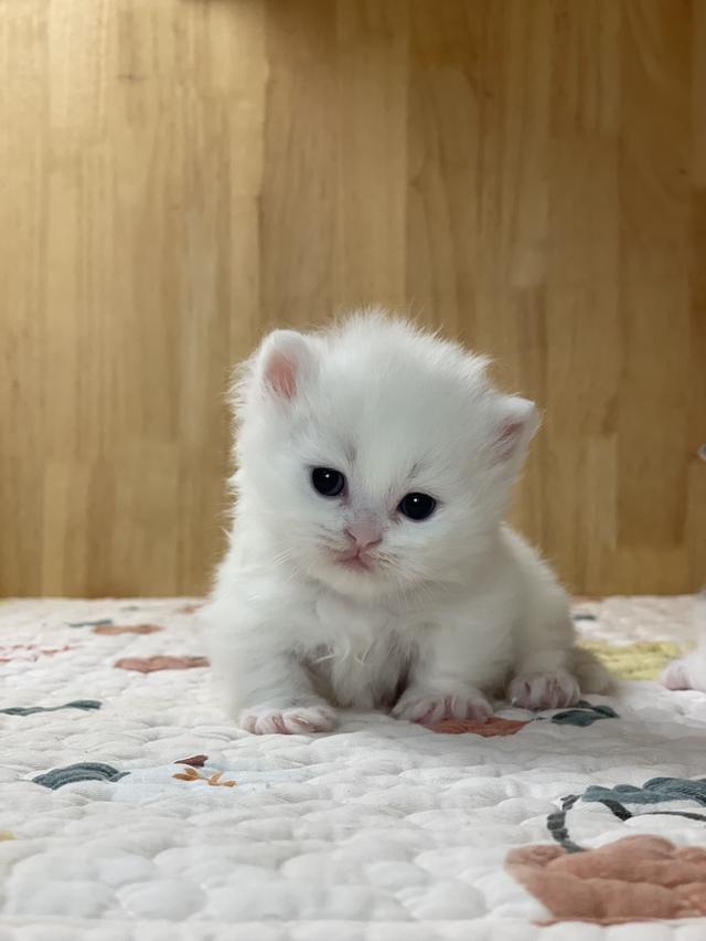 ลูกแมวมันช์กิ้น ขาสั้น รูปที่ 5