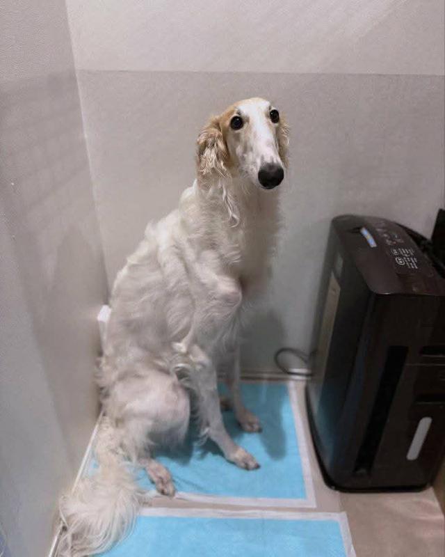 ขาย Borzoi ตัวเมีย พร้อย้ายบ้าน 3