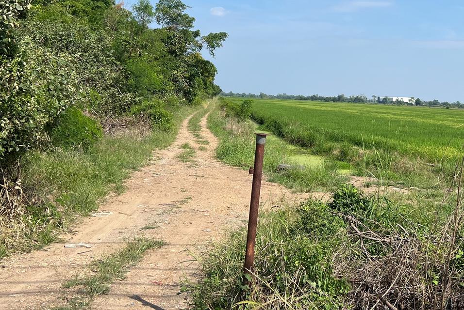 ขายด่วน ที่ดิน 100ไร่ ติดถนนเลียบคลอง 13 สายกลาง ปทุมธานี 7