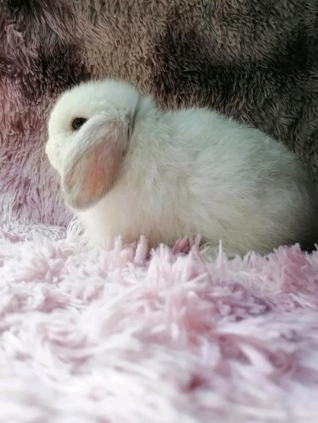 น้องกระต่าย มินิลอปสีขาวน่ารัก 3
