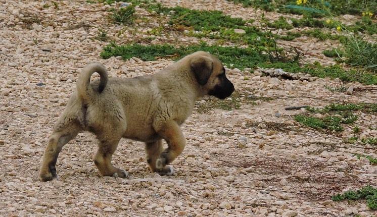 Kangal Dogs and Puppies  WhatsApp me : +66 63 826 3042 รูปที่ 4