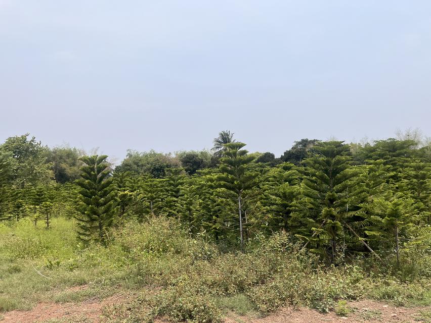 ที่ดิน อำเภอเมืองจังหวัดปราจีนบุรี 4