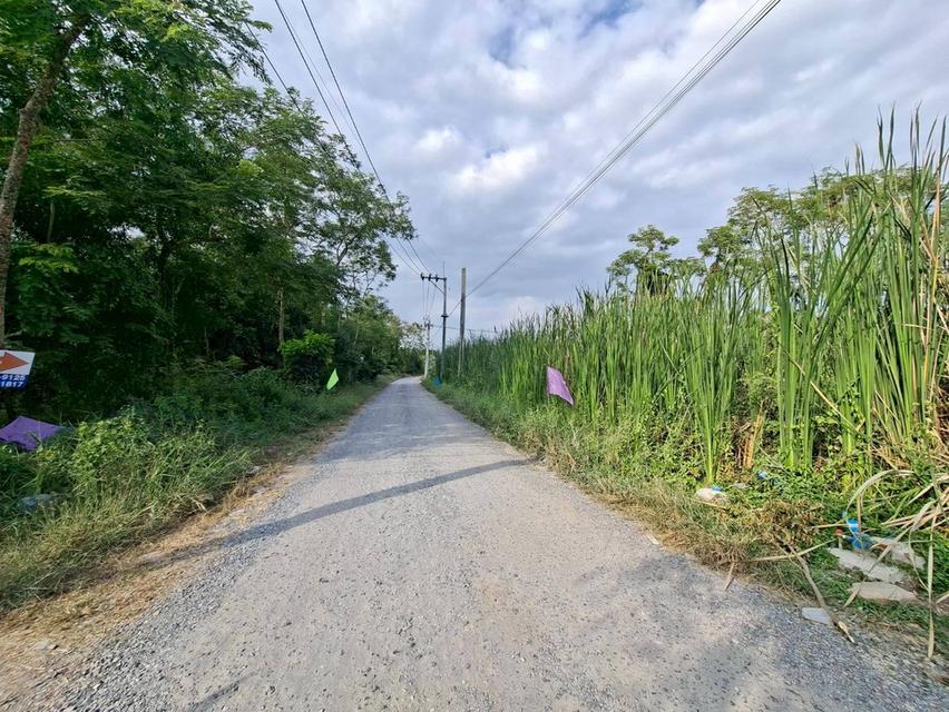 ขายที่ดิน 1 ไร่ หนองจอก ซอยคลองสิบ - คลองสิบสี่ 9 ใกล้ตลาดหนองจอก (N.1973) 3