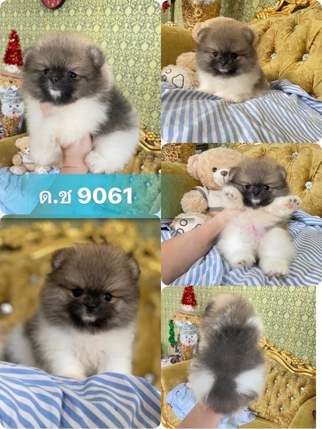 ปอมเมอเรเนียนแท้ มีบริการส่งถึงบ้าน