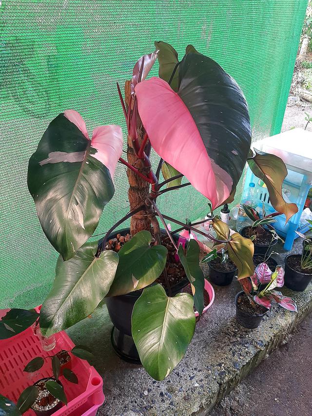 Philodendron Pink Princess 1