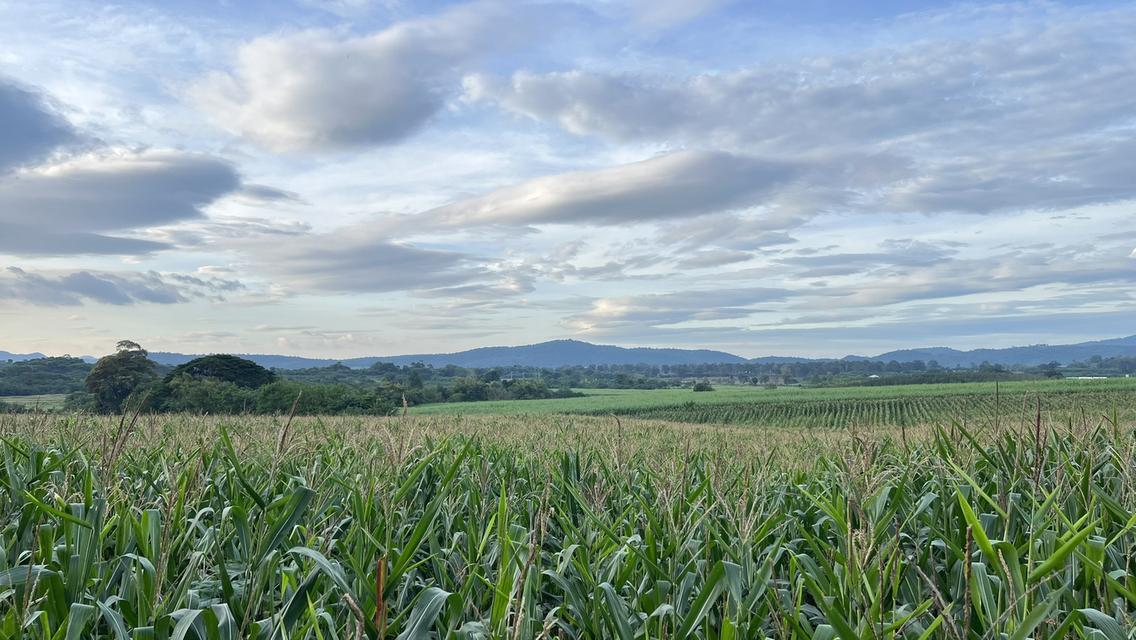 ขายที่ดิน เขาใหญ่ หมูสี วิวเขา 2