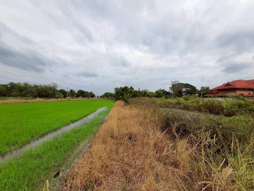 Vายถูกที่ดินคลองหก 520 ตารางวา ติดถนนสาธารณะซอย คลองหก ตต.31/1 อ.คลองหลวง จ.ปทุมธานี 9