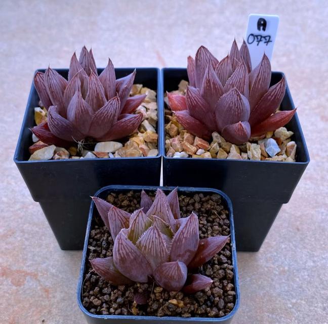 กุหลาบหิน Haworthia สีแดง