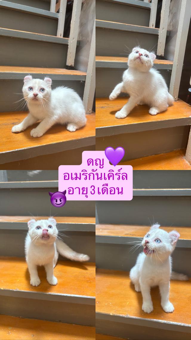 อเมริกันเคิร์ล 3 เดือน ทักสอบถามได้จ้าาา