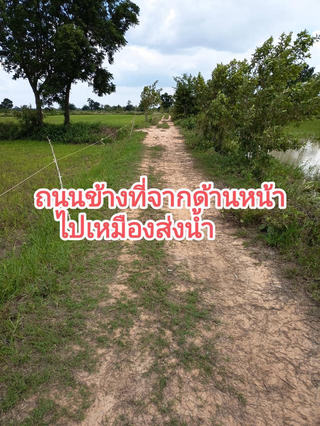 ที่นาสวยมาก ด้านหน้าติดถนน ด้านหลังติดเหมืแงส่งน้ำ มีถนนเลียบข้างที่จากด้านหน้าที่ไปหลังที่ ทรงสวย  เข้าออกได้หลายทาง  จำนวน 10 ไร่ ไร่ละ  85,000จ 6