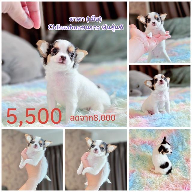 ชิวาวาแท้ ขนยาว พร้อมย้ายบ้าน