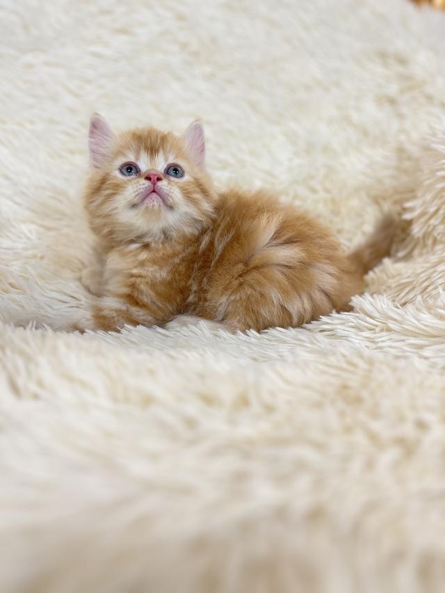 แมว เปอร์เซียสีส้มสีครีม🙏🙏🔥