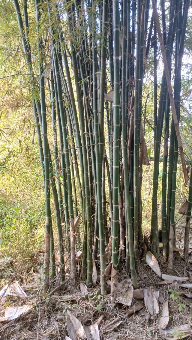 ที่ดินสวนยางมีผลไม้แซมหลากหลาย มีต้นสักขนาดใหญ่ และมีโฉนด 6