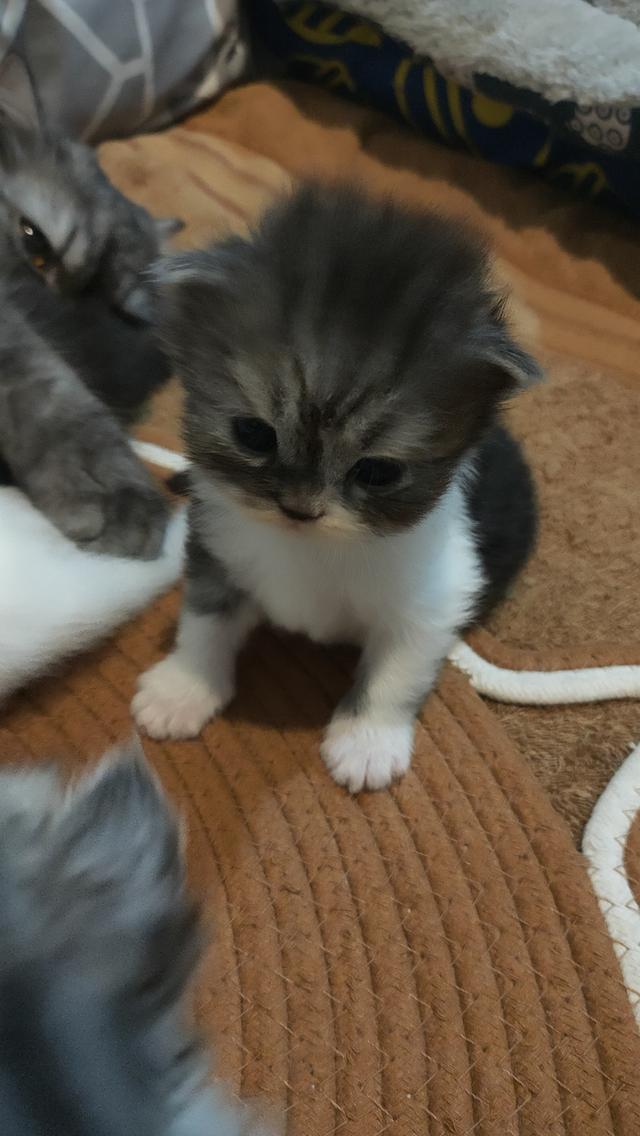 Persian cat เปอร์เซียแท้ 7