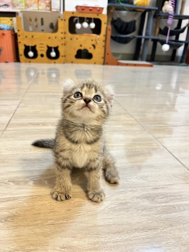 แมวหูบิน อเมริกันเคริล รูปที่ 7