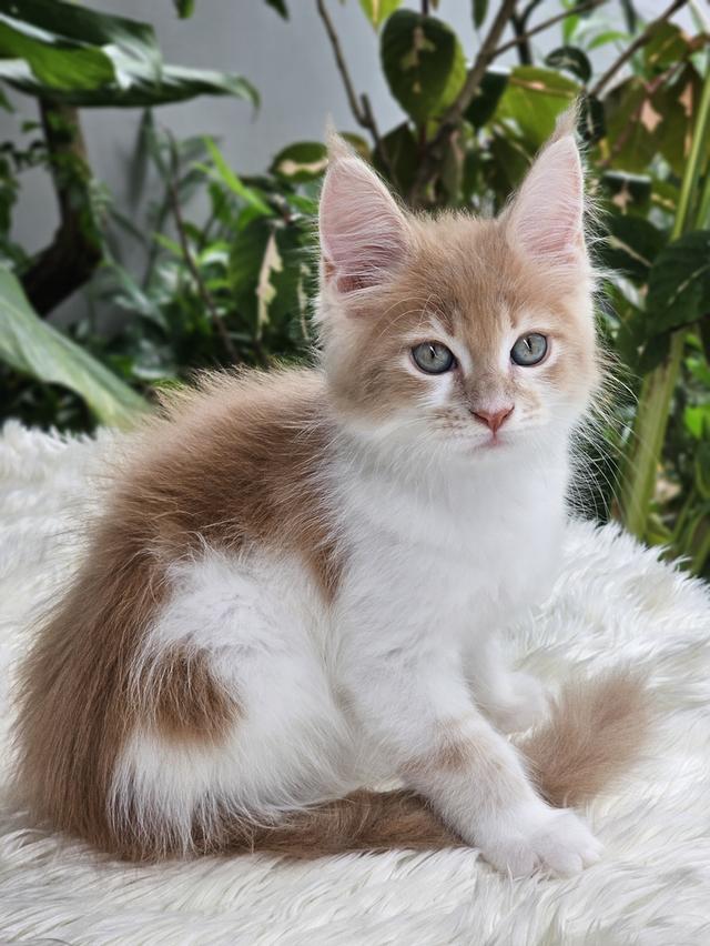 ลูกแมวเมนคูน เพศเมีย