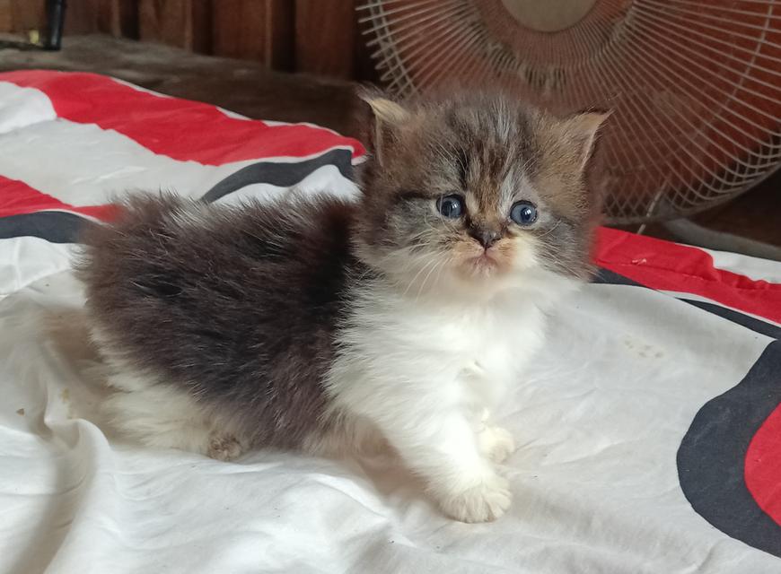 มัชกิ้นขาสั้นเพศเมีย 4