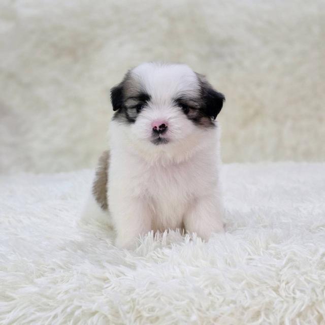 ชิสุผสมปอม เพศผู้ พิกัดรามอินทรา 3