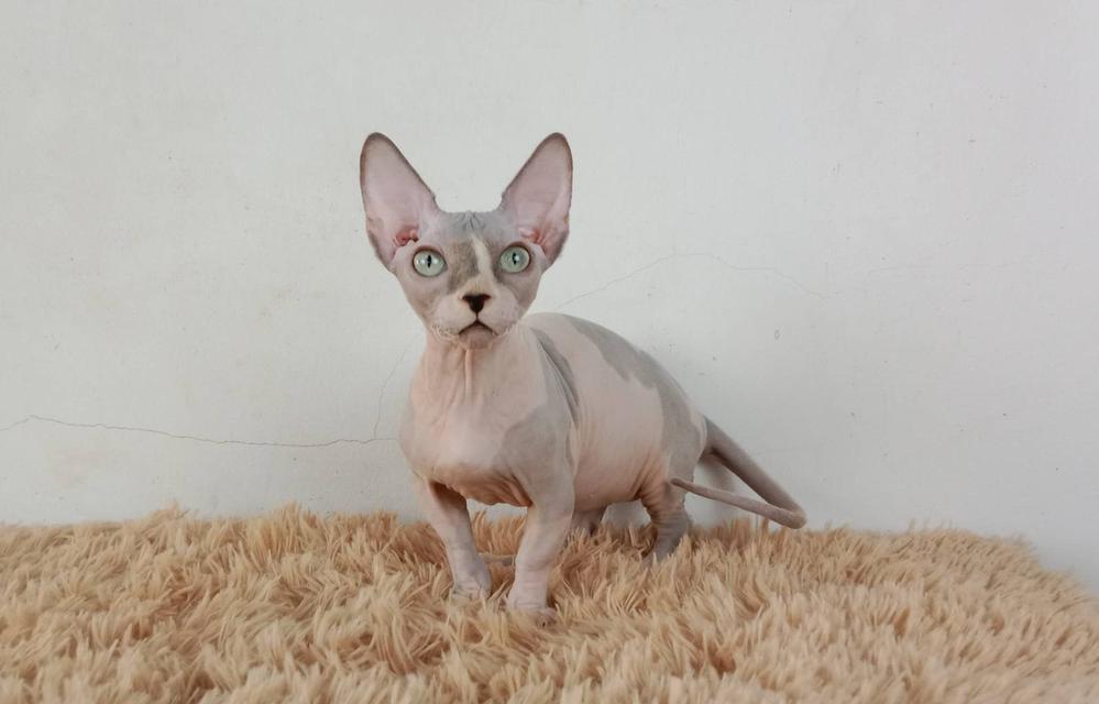 2.แมวแบมบิโน่/เพศผู้ หาบ้าน Bambino Cat/Male looking for a new home 6