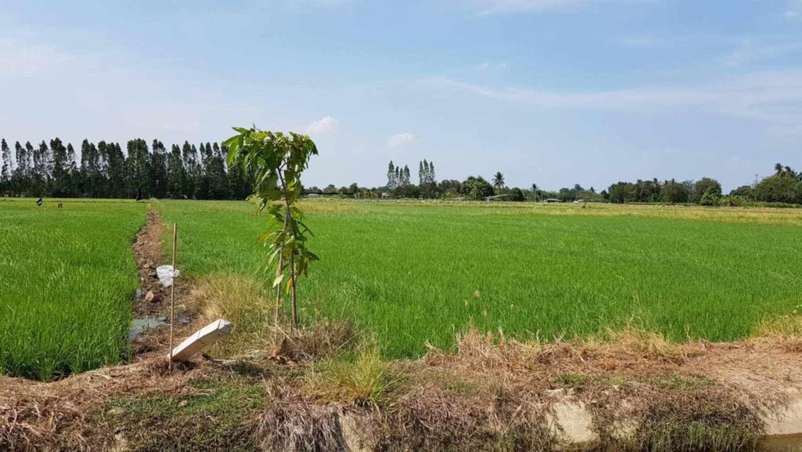 ที่ดิน 8 ไร่ อ.ท่ามะกา จ.กาญจนบุรี 4