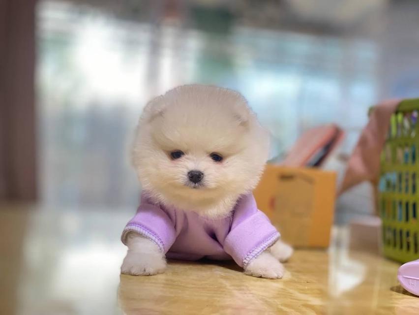 ลูกปอมเมอเรเนียนแท้ พร้อมย้ายบ้าน มาดูตัวจริงได้นะคะ