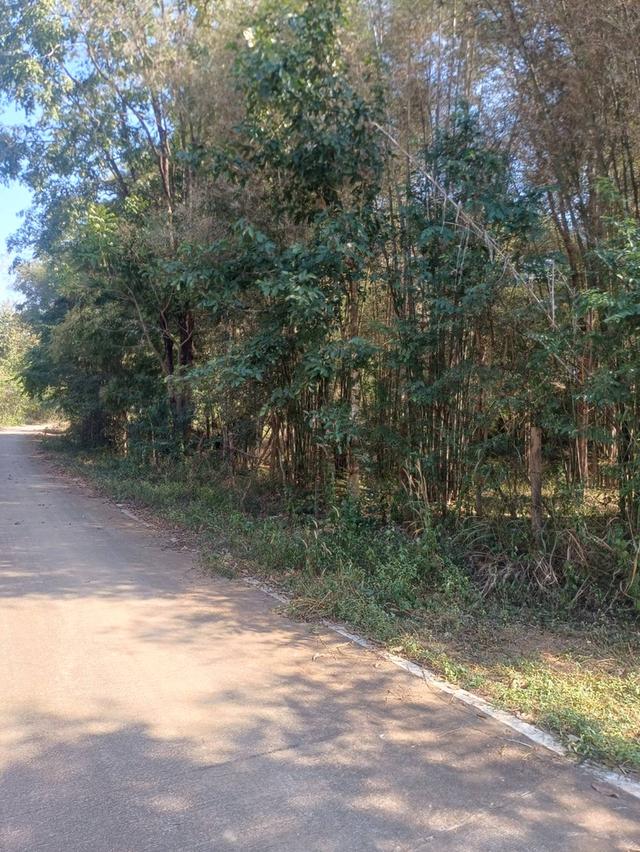 ขายที่ดินเปล่า12ไร่ 2งาน 97 ตรว บ้านนางแตน ตำบลท่าผา อำเภอเกาะคา จังหวัดลำปาง 2