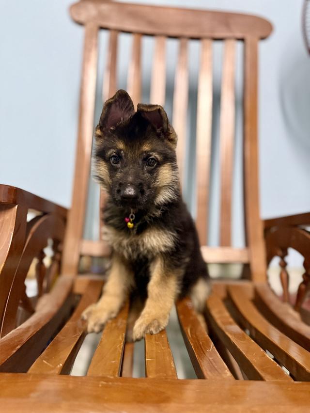 หมาเยอรมันแชดเพริด