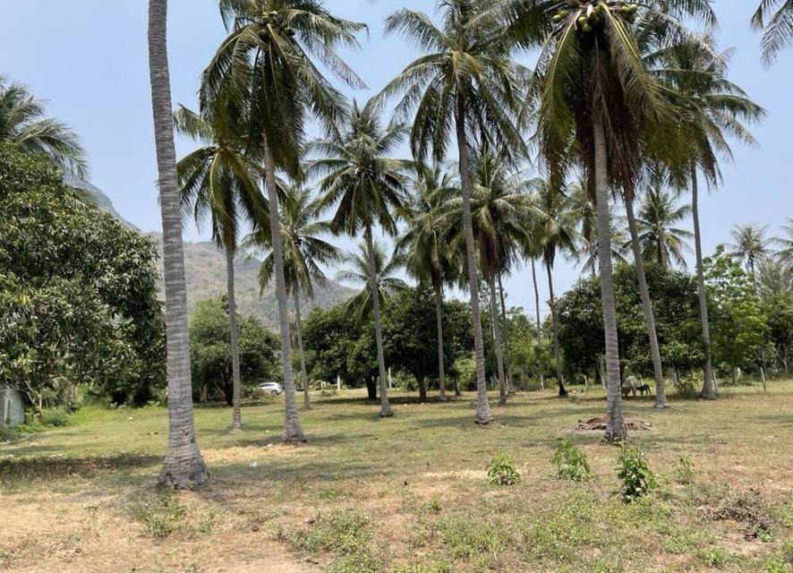 ขายที่ดิน จังหวัดประจวบคีรีขันธ์ 2