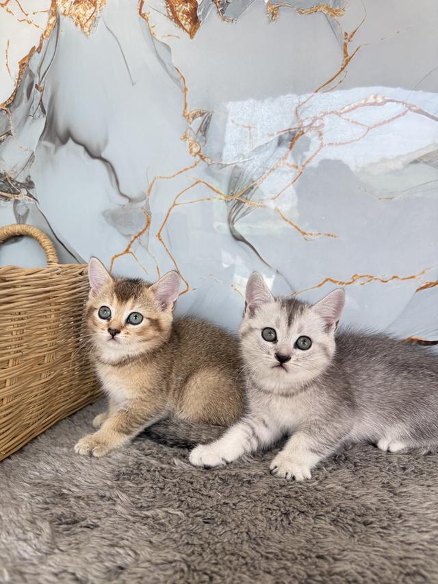 ลูกแมวสายพันธุ์บริติชแท้ รูปที่ 3