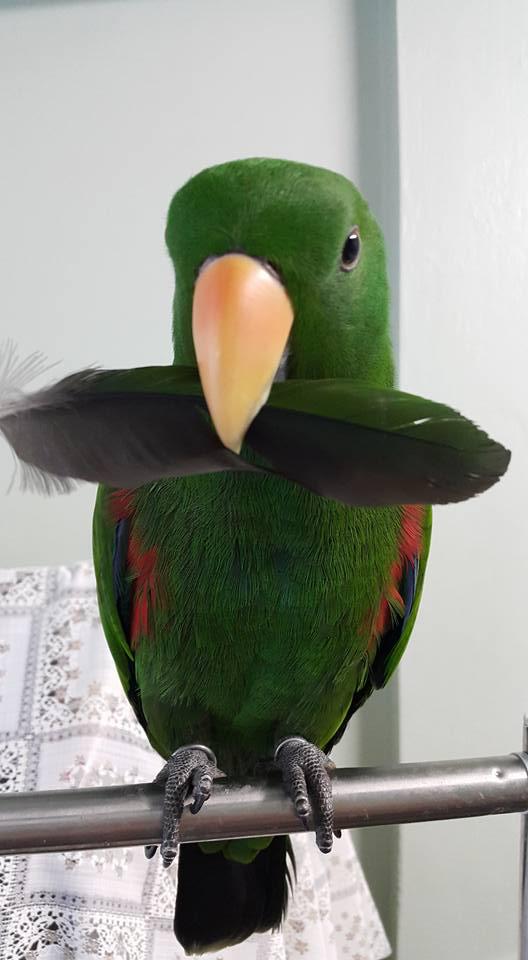 นกแก้วอิเล็คตัสสีเขียวตัวผู้