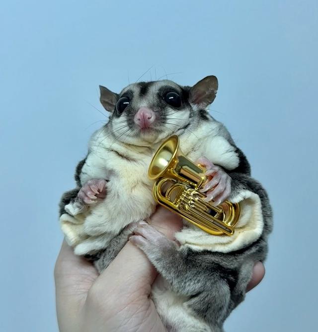 ขายพ่อพันธุ์ Sugar Glider 3