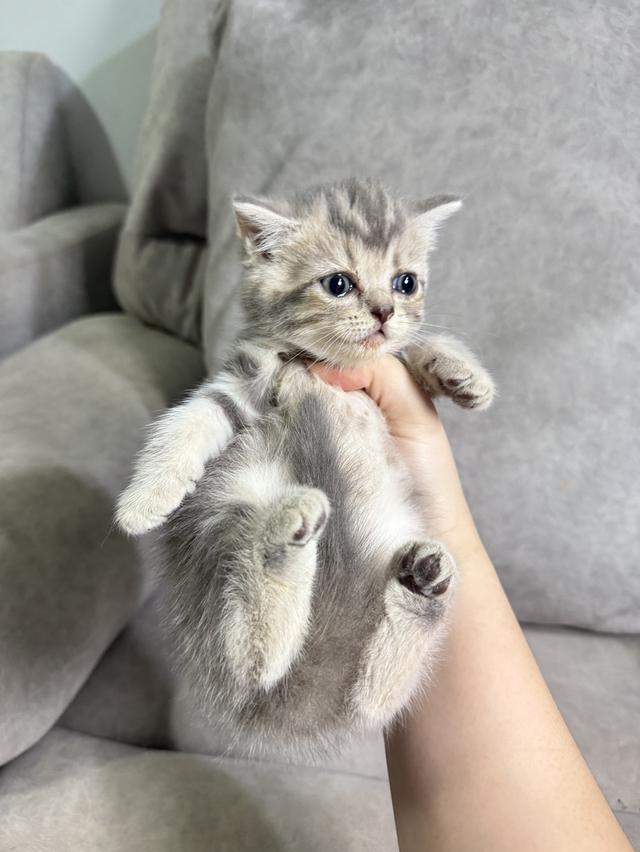 ลูกแมวสก๊อตติช