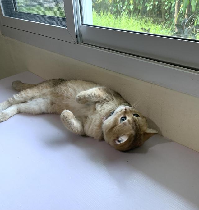🏡 หาบ้านใหม่ให้น้อง British Shorthair อายุ 2 ปีกว่า รูปที่ 4