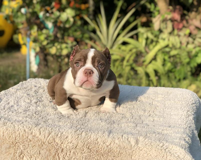 บูลลี่เพศเมียสองเดือนกว่า รูปที่ 3