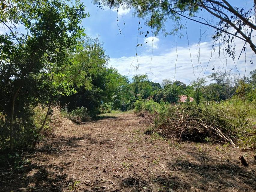 ขายที่ดินเปล่าโฉนด 1 งาน 14 ตร.ว. อยู่ในชุมชน ต.นาชะอัง อ.เมืองชุมพร ห่างศาลากลางจังหวัดเพียง 3 กม. ที่เนินปลอดภัยจากน้ำท่วม เจ้าของเองครับ 3