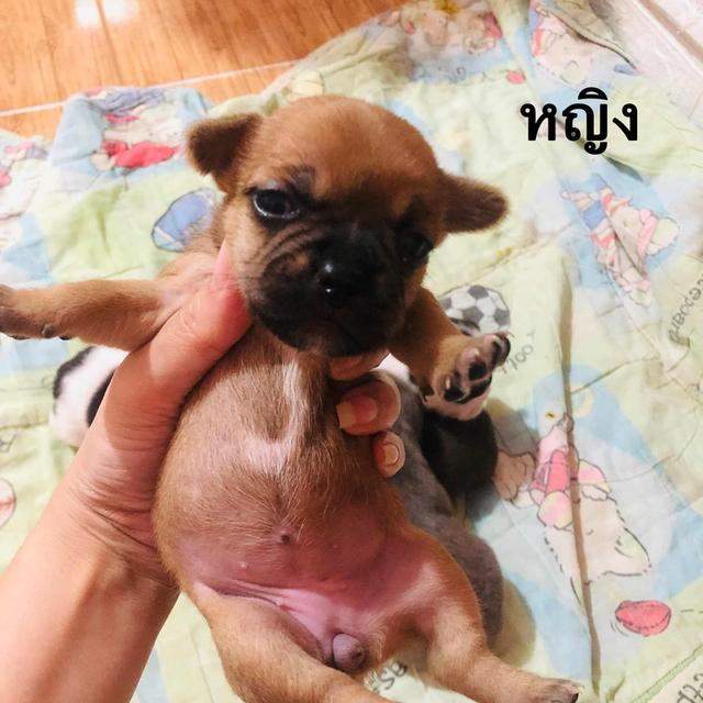 ชิวาวาผสมเฟรนบลูด็อกอายุ1เดือน 4