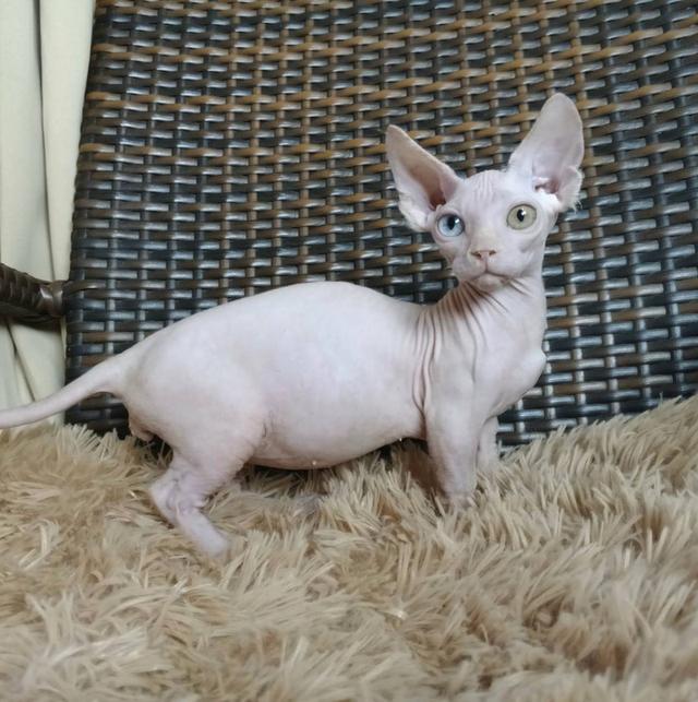 34.แมวแบมบิโน่/เพศผู้ Bambino Cat/Male ตาสองสี/Odd-eyed