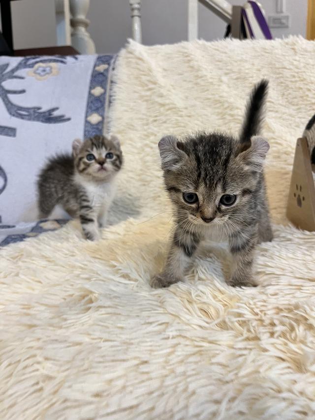 แมวหูบิน อเมริกันเคริล รูปที่ 10