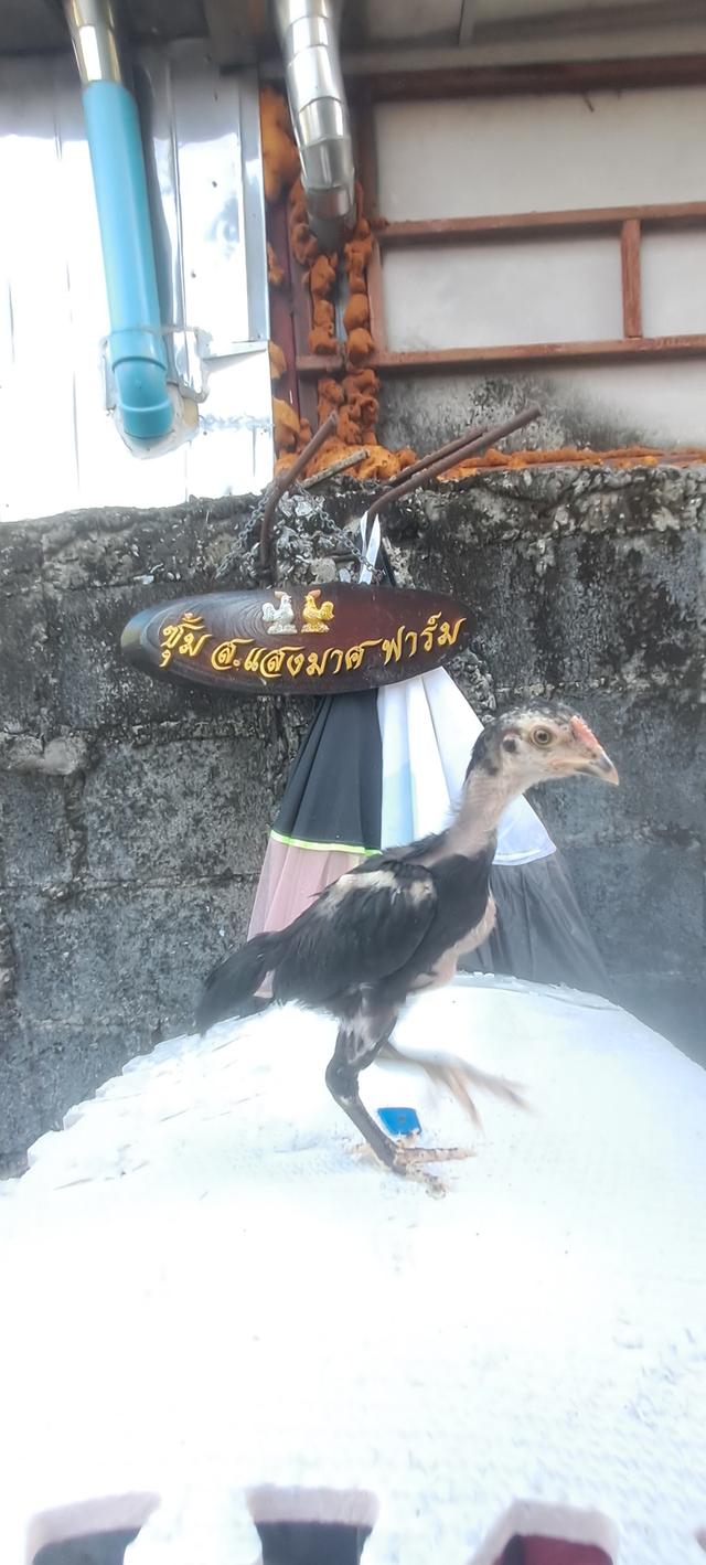 แบ่งสายพันธุ์ ลูกไก่ชน เหล่าพ่อแม่เงินล้าน รูปที่ 19