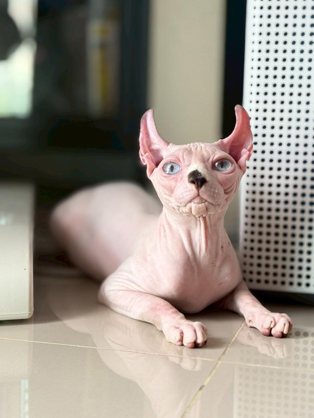 แมว สฟิงซ์ เพศเมีย Sphynx cat รูปที่ 2