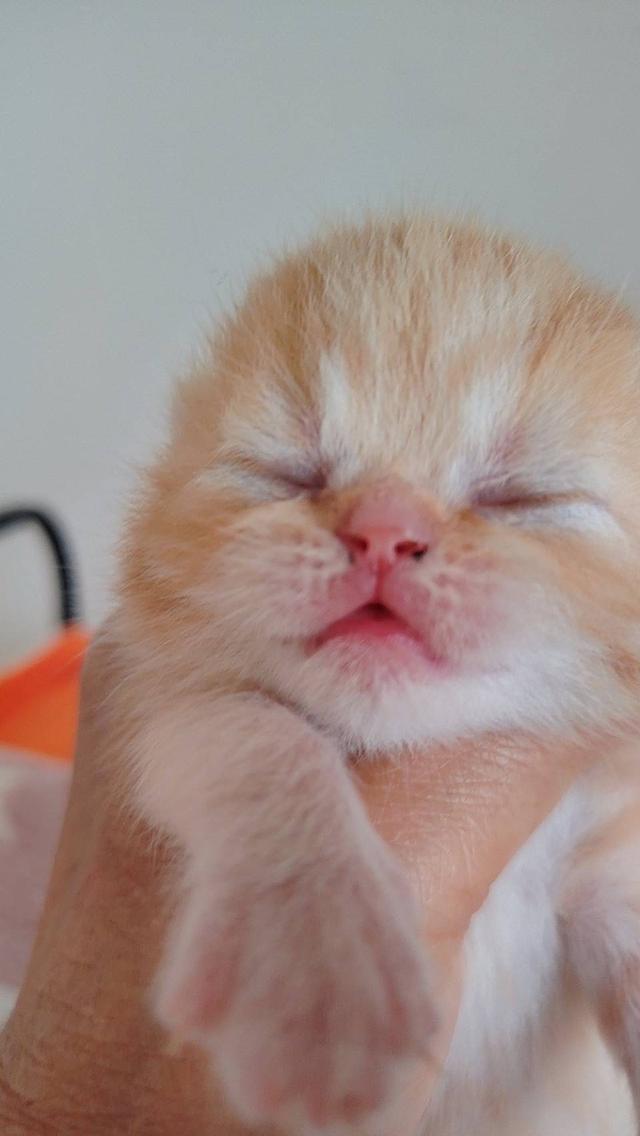 แมว EXO ติก   🔥🔥🏠🔥 แมวหน้าบี้ รูปที่ 5