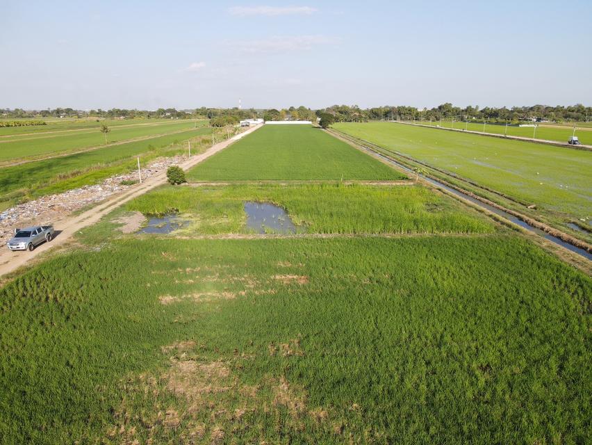 ขายที่ดินลำลูกกาเนื้อที่ 1 ไร่ คลอง8 ใกล้ถนนเส้น3006-2กม. จ.ปทุมธานี 4