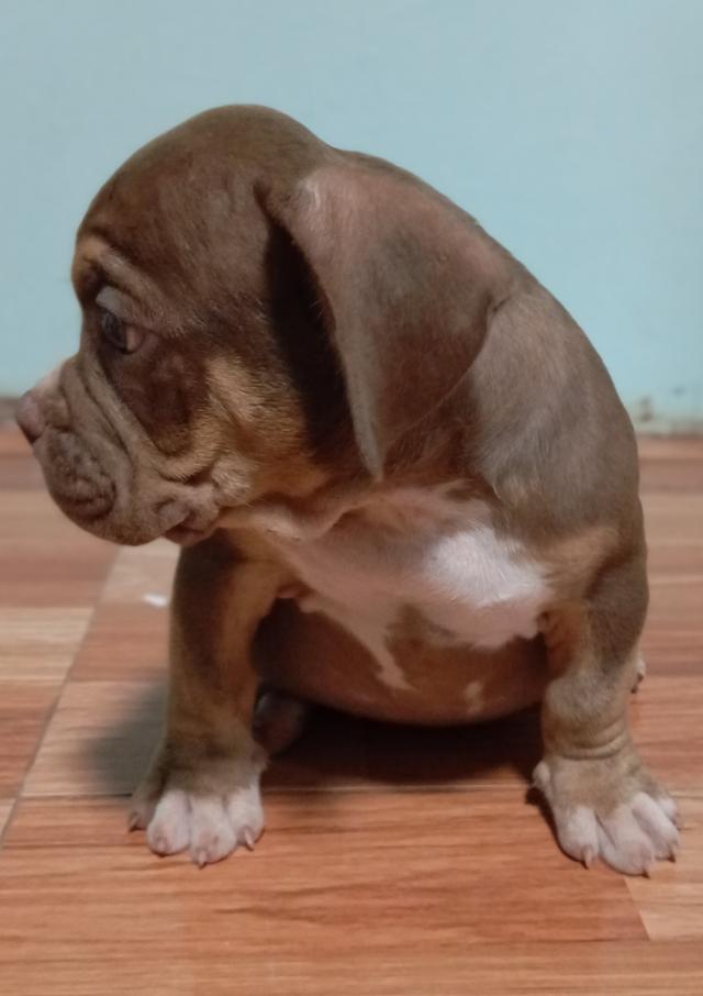 สุนัขอเมริกันบูลลี่ ตัวผู้ 5