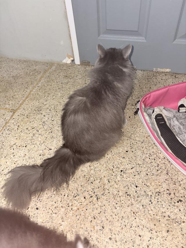 แมวเมนคูนผสมเปอร์เซีย รูปที่ 3